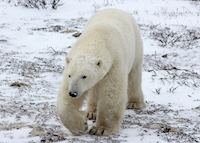 A polar bear out on the tundra near Churchill, Canada A polar bear out on the tundra near Churchill, Canada