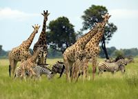Giraffe & zebra in the Vumbura Concession Giraffe & zebra in the Vumbura Concession