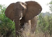 Elephant in Samburu Elephant in Samburu