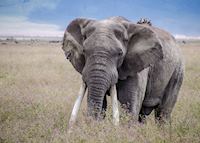 Elephant bull in the Ngorongoro Crater Elephant bull in the Ngorongoro Crater