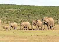 Gorah Elephant Camp, Eastern Cape Game Areas Gorah Elephant Camp, Eastern Cape Game Areas
