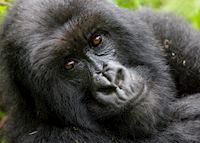 Mountain gorilla, Virunga Volcanoes National Park Mountain gorilla, Virunga Volcanoes National Park