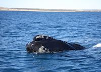 Southern Right Whale, Peninsula Valdes, Argentina Southern Right Whale, Peninsula Valdes, Argentina