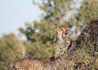 Cheetah on the look out, Kwando Concession Cheetah on the look out, Kwando Concession