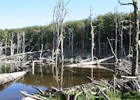 A beaver dam near Lago Fagnano A beaver dam near Lago Fagnano