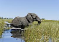 Elephant in the Okavango Delta Elephant in the Okavango Delta