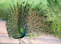 Peacock, Uda Walawe, Sri Lanka Peacock, Uda Walawe, Sri Lanka
