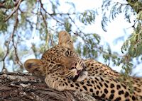 A young leopard in the Makgadikgadi National Park A young leopard in the Makgadikgadi National Park