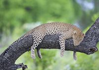 Leopard, South Luangwa National Park Leopard, South Luangwa National Park