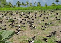 Sooty tern colony, Bird Island Sooty tern colony, Bird Island
