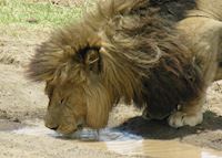 Male lion having a drink Male lion having a drink
