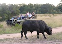 Buffalo, Greater Kruger Park Buffalo, Greater Kruger Park
