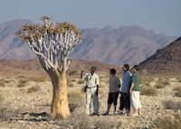 Examining a Quivertree Examining a Quivertree