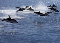 Dolphin pod, Kaikoura Dolphin pod, Kaikoura