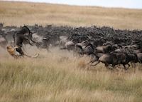 The wildebeest migration, Kenya The wildebeest migration, Kenya