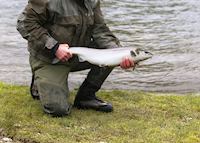 Salmon Salmon