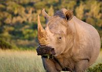 White rhino, Eastern Cape White rhino, Eastern Cape