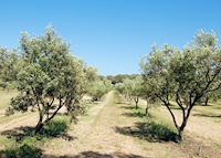 Olive grove, Provence Olive grove, Provence