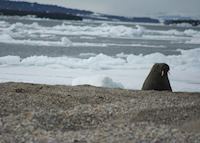 Arctic Walrus Arctic Walrus