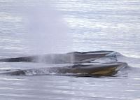 Fin Whales Fin Whales