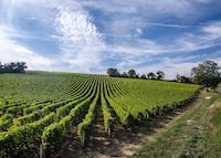 Vineyard, Loire Valley Vineyard, Loire Valley