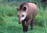 Tapir in the Pantanal Tapir in the Pantanal