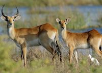 Red lechwe pair, Botswana Red lechwe pair, Botswana