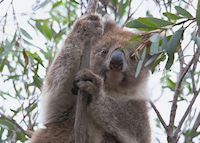 Koala hugging Eucalyptus Tree, Australia Koala hugging Eucalyptus Tree, Australia