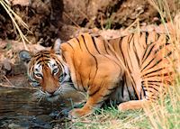Tiger drinking, Kanha National Park Tiger drinking, Kanha National Park