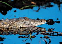 Nile crocodile Nile crocodile