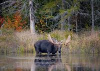Moose, Algonquin Provincial Park Moose, Algonquin Provincial Park