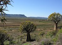 Quiver Trees, Cederberg Quiver Trees, Cederberg