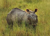 One-horned Rhino One-horned Rhino