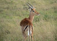 Impala in Shamwari Impala in Shamwari