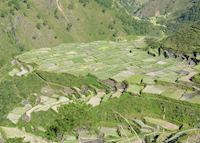 Rice and vegetable terraces near Bontoc, Mountain Province, Luzon Rice and vegetable terraces near Bontoc, Mountain Province, Luzon