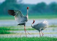 Sarus Crane's in February at Preak Toal Biosphere on Tonle Sap Lake, Siem Reap, Cambodia Sarus Crane's in February at Preak Toal Biosphere on Tonle Sap Lake, Siem Reap, Cambodia