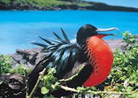 Great frigate bird, Galapagos Islands Great frigate bird, Galapagos Islands