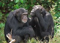 Ngamba Island Chimpanzee Sanctuary, Uganda Ngamba Island Chimpanzee Sanctuary, Uganda