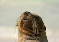 Sea-Lion, Galapagos Islands Sea-Lion, Galapagos Islands