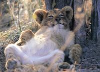 Lion Cub, Private Game Reserve Lion Cub, Private Game Reserve