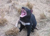 Tasmanian devil, Devils@Cradle, Tasmania Tasmanian devil, Devils@Cradle, Tasmania