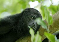 Howler monkey, Belize Howler monkey, Belize