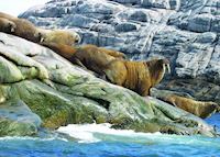 Walrus Walrus