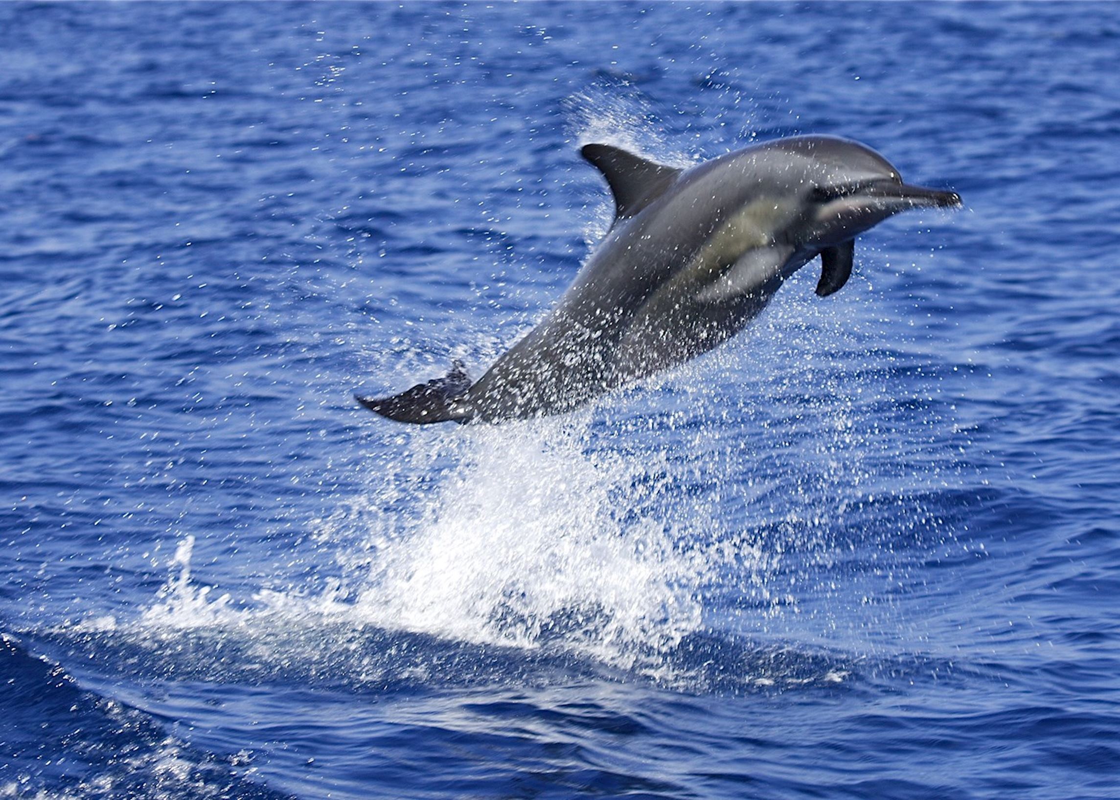 Swimming with Dolphins, New Zealand | Audley Travel UK