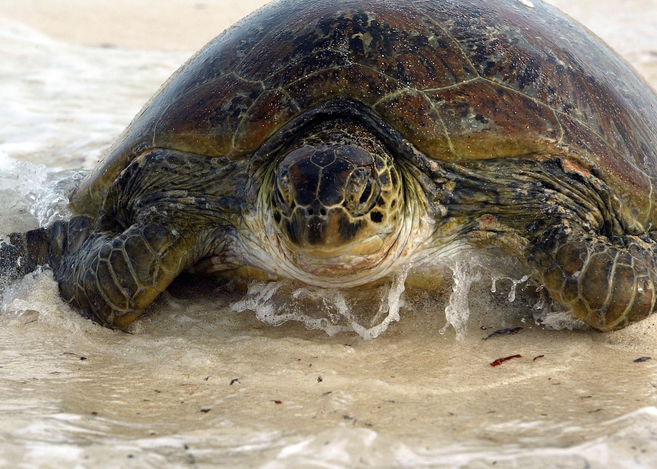 Turtle in the Seychelles Turtle in the Seychelles