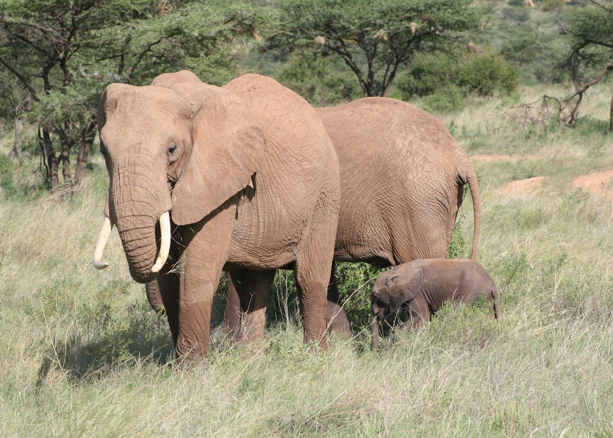 Visit Samburu National Reserve Tailor Made Trips Audley Travel UK   199937 Elephant Family Samburu Game Reserve 