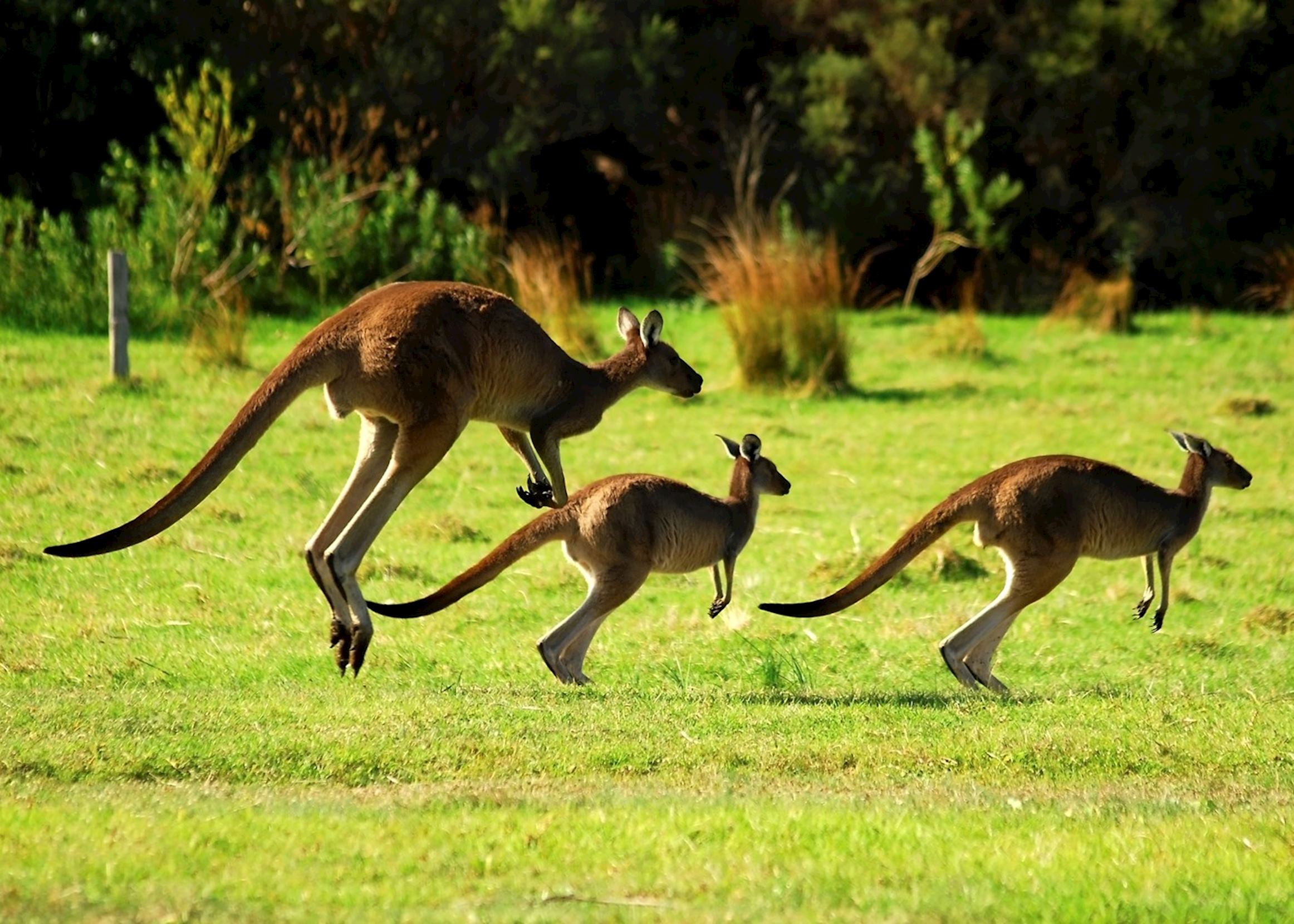 In Australia A Kangaroo And Koalas Are Both Considered- At Christopher ...