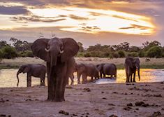 Elephants at a waterhole