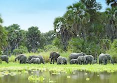 A herd of elephant in the Selous