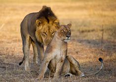 Honeymoon Lions, South Luangwa National Park